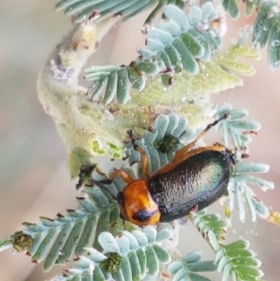 Aporocera (Aporocera) consors (A leaf beetle) at Budjan Galindji (Franklin Grassland) Reserve - 2 Jan 2021 by trevorpreston