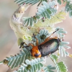 Aporocera (Aporocera) consors (A leaf beetle) at Franklin Grassland Reserve - 2 Jan 2021 by tpreston