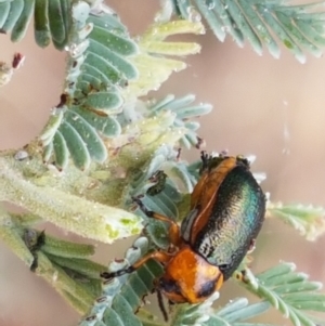 Aporocera (Aporocera) consors at Harrison, ACT - 2 Jan 2021