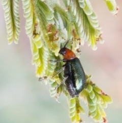 Adoxia benallae (Leaf beetle) at Budjan Galindji (Franklin Grassland) Reserve - 2 Jan 2021 by trevorpreston