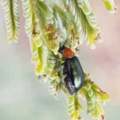 Adoxia benallae (Leaf beetle) at Harrison, ACT - 2 Jan 2021 by tpreston
