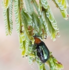 Adoxia benallae at Harrison, ACT - 2 Jan 2021