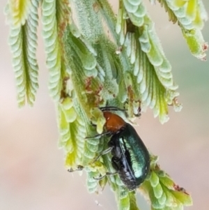 Adoxia benallae at Harrison, ACT - 2 Jan 2021 02:35 PM