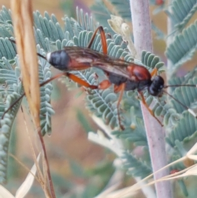 Ichneumonidae (family) (Unidentified ichneumon wasp) at Harrison, ACT - 2 Jan 2021 by trevorpreston