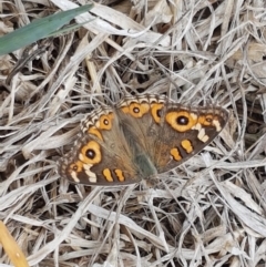 Junonia villida (Meadow Argus) at Harrison, ACT - 2 Jan 2021 by trevorpreston