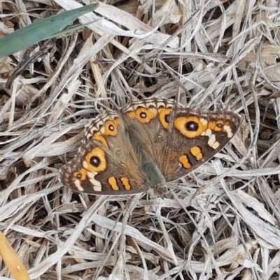 Junonia villida (Meadow Argus) at Harrison, ACT - 2 Jan 2021 by trevorpreston