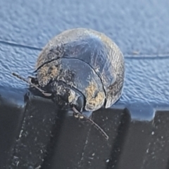 Trachymela sp. (genus) (Brown button beetle) at Gundaroo, NSW - 18 Dec 2020 by Gunyijan