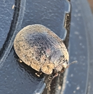 Trachymela sp. (genus) at Gundaroo, NSW - 18 Dec 2020
