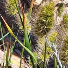 Echinopogon sp. (Hedgehog Grass) at Gundaroo, NSW - 4 Dec 2020 by Gunyijan