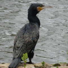 Phalacrocorax carbo (Great Cormorant) at Mount Ainslie to Black Mountain - 2 Jan 2021 by AndyRussell