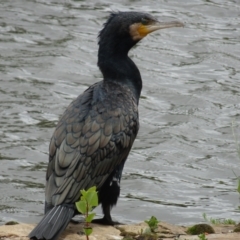 Phalacrocorax carbo (Great Cormorant) at Commonwealth & Kings Parks - 2 Jan 2021 by AndyRussell