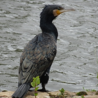 Phalacrocorax carbo (Great Cormorant) at Parkes, ACT - 2 Jan 2021 by AndyRussell