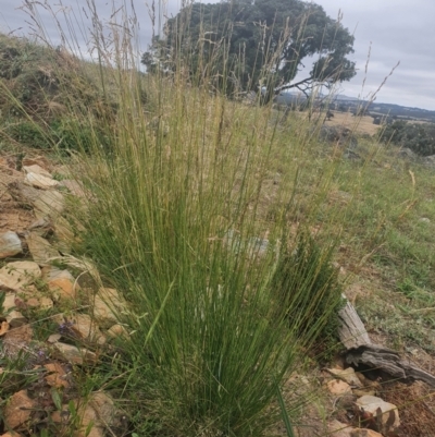 Poa (genus) (A Snow Grass) at Gundaroo, NSW - 19 Dec 2020 by Gunyijan