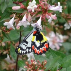 Delias aganippe (Spotted Jezebel) at Parkes, ACT - 2 Jan 2021 by AndyRussell