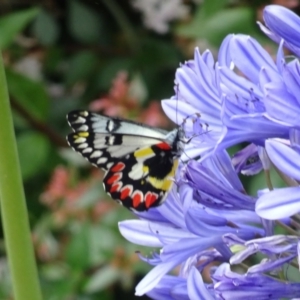 Delias aganippe at Parkes, ACT - 2 Jan 2021 03:31 PM