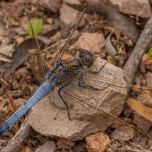 Orthetrum caledonicum at Mullion, NSW - 1 Jan 2021