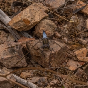 Orthetrum caledonicum at Mullion, NSW - 1 Jan 2021 01:17 PM