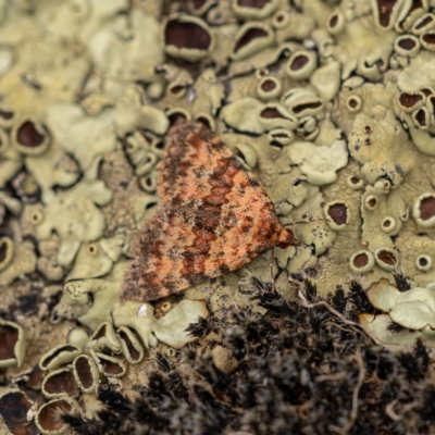 Dichromodes disputata (Scaled Heath Moth) at Mullion, NSW - 1 Jan 2021 by trevsci