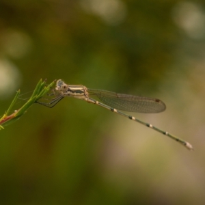 Austrolestes aridus at Mullion, NSW - suppressed