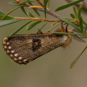 Epicoma contristis at Mullion, NSW - 1 Jan 2021 01:09 PM