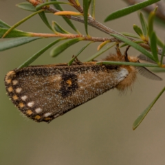 Epicoma contristis (Yellow-spotted Epicoma Moth) at Mullion, NSW - 1 Jan 2021 by trevsci