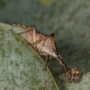 Oechalia schellenbergii at Melba, ACT - 16 Dec 2020