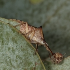 Oechalia schellenbergii (Spined Predatory Shield Bug) at Melba, ACT - 16 Dec 2020 by kasiaaus