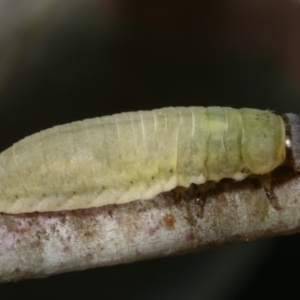 Paropsisterna m-fuscum at Melba, ACT - 16 Dec 2020 12:57 PM