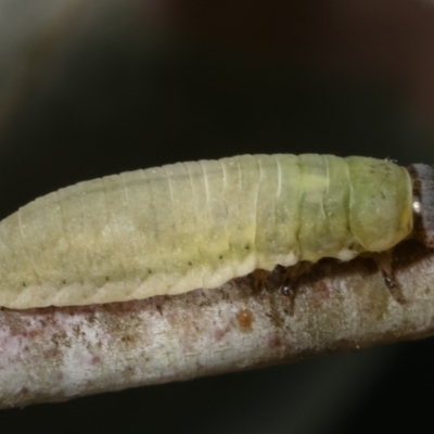 Paropsisterna m-fuscum (Eucalyptus Leaf Beetle) at Melba, ACT - 16 Dec 2020 by kasiaaus