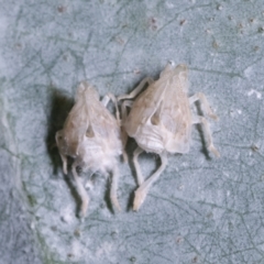 Siphanta sp. (genus) at Melba, ACT - 16 Dec 2020