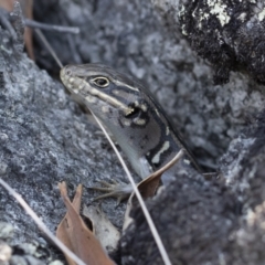 Liopholis whitii (White's Skink) at Bredbo, NSW - 12 Jan 2020 by Illilanga