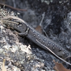 Liopholis whitii at Bredbo, NSW - 12 Jan 2020