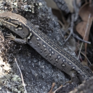 Liopholis whitii at Bredbo, NSW - 12 Jan 2020