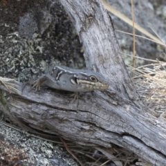 Liopholis whitii at Bredbo, NSW - 12 Jan 2020