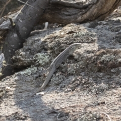 Liopholis whitii at Bredbo, NSW - 12 Jan 2020