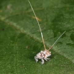 Platybrachys sp. (genus) (A gum hopper) at Melba, ACT - 16 Dec 2020 by kasiaaus