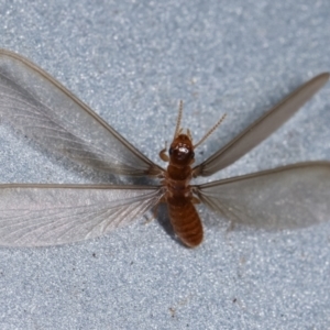 Termitoidae (informal group) at Melba, ACT - 16 Dec 2020