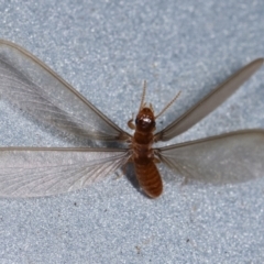 Termitoidae (informal group) (Unidentified termite) at Melba, ACT - 16 Dec 2020 by kasiaaus