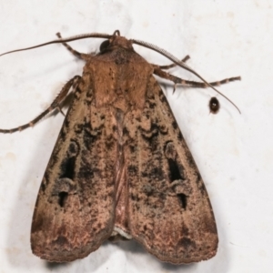 Agrotis infusa at Melba, ACT - 17 Dec 2020 11:40 PM