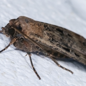 Agrotis infusa at Melba, ACT - 17 Dec 2020 11:40 PM