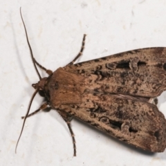 Agrotis infusa at Melba, ACT - 17 Dec 2020 11:40 PM