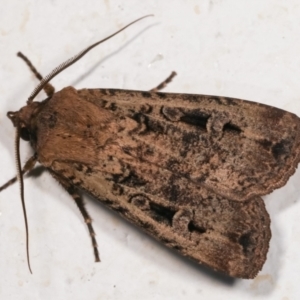 Agrotis infusa at Melba, ACT - 17 Dec 2020 11:40 PM