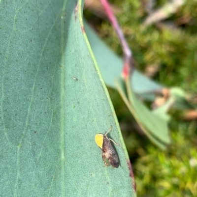 Brunotartessus fulvus (Yellow-headed Leafhopper) at Murrumbateman, NSW - 2 Jan 2021 by SimoneC