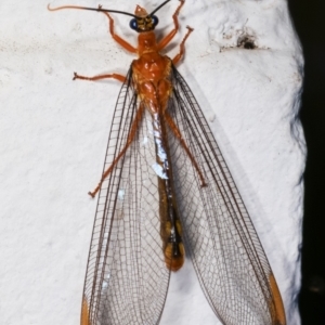 Nymphes myrmeleonoides at Melba, ACT - 17 Dec 2020 11:52 PM