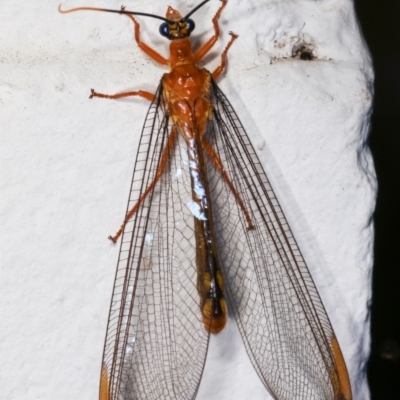 Nymphes myrmeleonoides (Blue eyes lacewing) at Melba, ACT - 17 Dec 2020 by kasiaaus