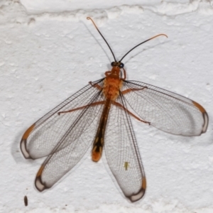 Nymphes myrmeleonoides at Melba, ACT - 17 Dec 2020 11:52 PM