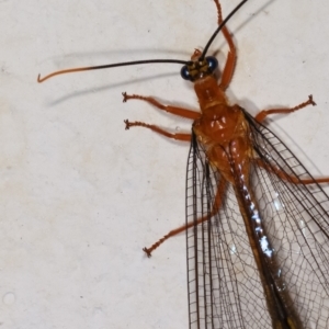 Nymphes myrmeleonoides at Melba, ACT - 17 Dec 2020 11:52 PM