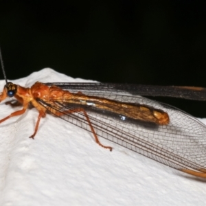 Nymphes myrmeleonoides at Melba, ACT - 17 Dec 2020 11:52 PM