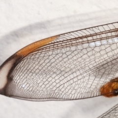 Nymphes myrmeleonoides at Melba, ACT - 17 Dec 2020