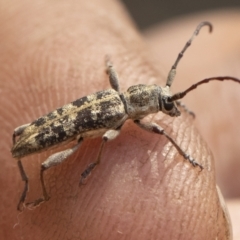 Pempsamacra dispersa (Longhorn beetle) at Bredbo, NSW - 12 Jan 2020 by Illilanga